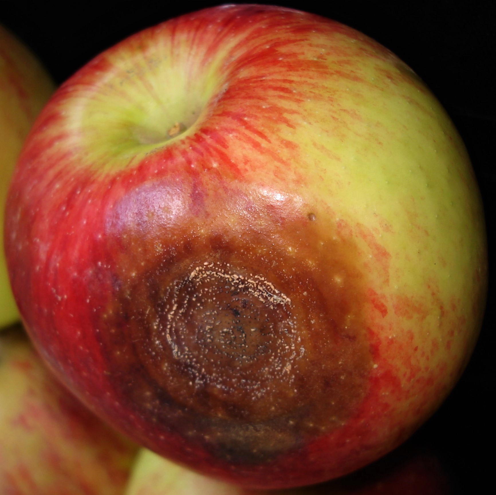 <p><b>Sintomas de podridão amarga em maçã.</b></p><p>Autor: Josiane T. Ferrari</p>